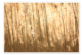 Poster Golden Times