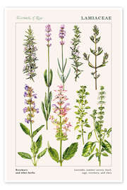 Wall art print Rosemary and other herbs - Elizabeth Rice