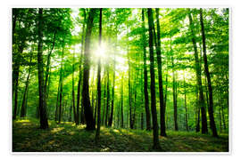 Wall art print Sunlight in the green forest, spring time