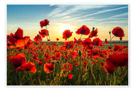 Wall art print Poppies in the Evening - Steffen Gierok