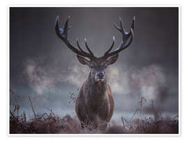 Poster A majestic red deer stag breathing - Alex Saberi