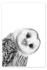 Poster Snow Owl - Art Couture