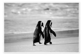 Poster Penguins Hand in Hand - Stuart Westmorland
