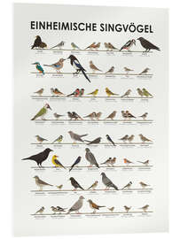 Acrylic print Native songbirds (German) - Iris Luckhaus