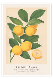 Poster The Florist and Pomologist - Bijou Lemon - Walter Hood Fitch