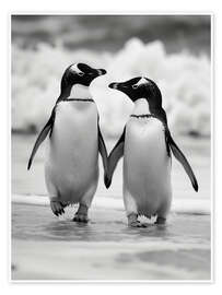 Poster Penguin couple - Frank Daske