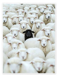 Poster Black Sheep - Peter Roder