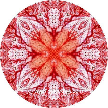 Gaia Mandala Art - Jordan-Wadis 04