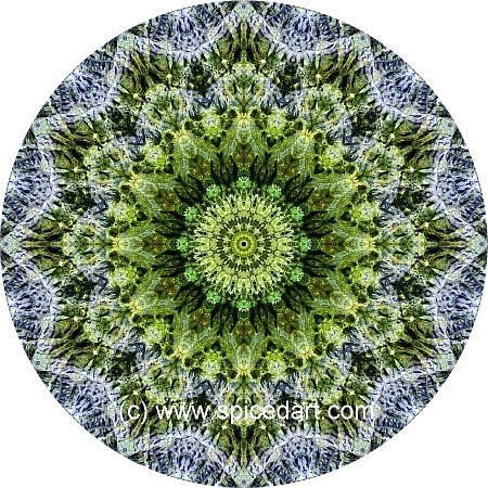 Mandala Art Print - Namaqualand 02